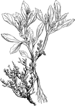 Anastatic Hierochuntina Flower vintage illustration. vector