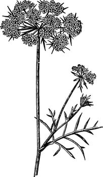 Carrot Flower vintage illustration. vector