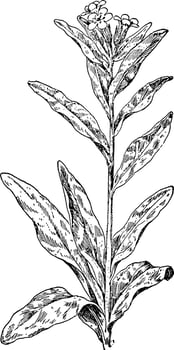 Hoary Puccoon vintage illustration. vector