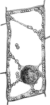 Plant Cell vintage illustration. vector