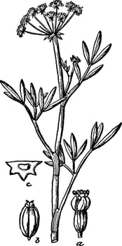 Rock Samphire vintage illustration. vector