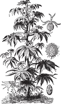 Castor Oil Plant vintage illustration. vector