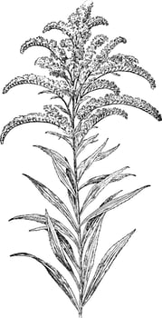 Canada Golden-Rod vintage illustration. vector