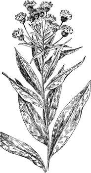 New York Ironweed vintage illustration. vector