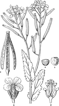 Crucifer vintage illustration. vector