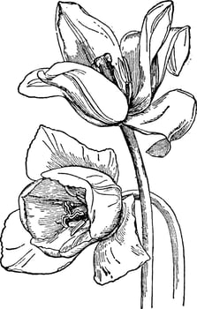 Garden Tulip vintage illustration. vector