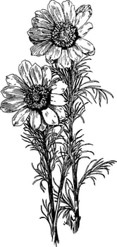 Adonis Vernalis vintage illustration. vector