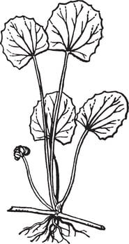 Centella vintage illustration. vector