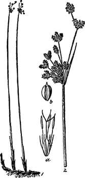 Bulrush vintage illustration. vector