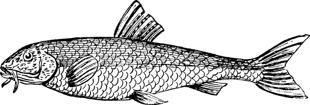 Gudgeon, vintage illustration vector