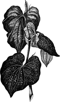 Kava vintage illustration. vector