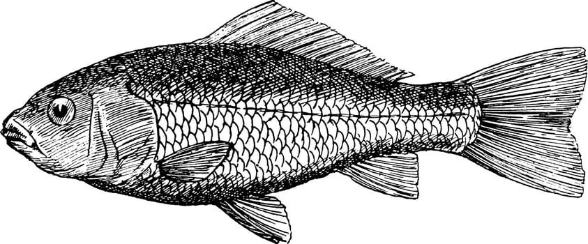 Goldfish Cyprinus auratus, vintage illustration. vector