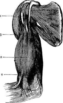 Biceps, vintage illustration. vector
