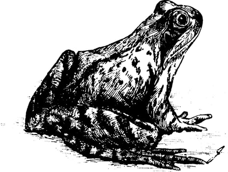 Frog, vintage illustration. vector