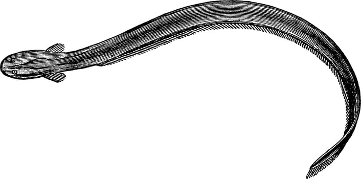 Electric Eel, vintage illustration. vector