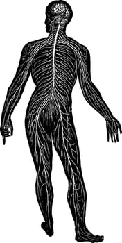 Nervous System, vintage illustration. vector