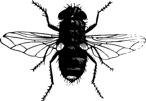 Fly or Exorista flavicauda, vintage illustration. vector