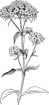 Sweet William vintage illustration. vector