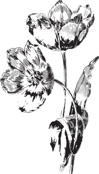 Tulips vintage illustration. vector
