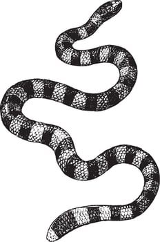 Sea Snake, vintage illustration. vector