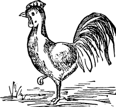 Rooster, vintage illustration. vector
