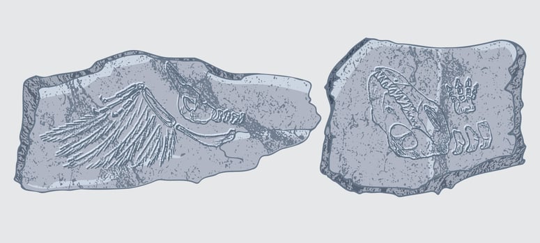 Stone with imprints of skeletons of prehistoric animals, insects and plants. Gray archeology, crack rocks fragments , debris boulders. Set of realistic hand drawn art. Vector illustration