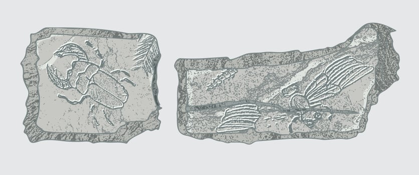 Stone with imprints of skeletons of prehistoric animals, insects and plants. Gray archeology, crack rocks fragments , debris boulders. Set of realistic hand drawn art. Vector illustration