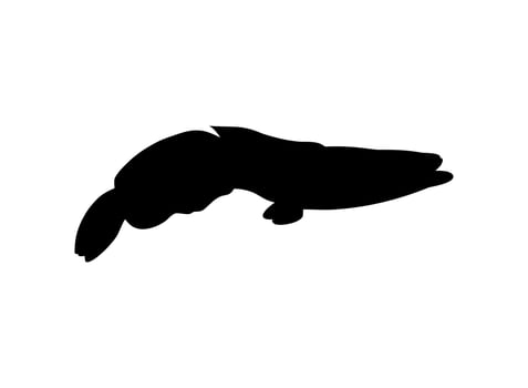 Snake Head Fish, freshwater perciform fish family Channidae, Silhouette for Logo, Pictogram or Graphic Design Element. Vector Illustration