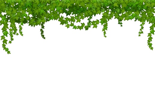 Ivy liana with green leaves, jungle tropical vines vector