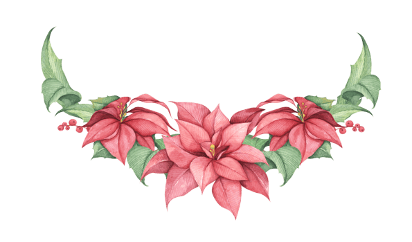 Red Christmas poinsettia flowers. Watercolor illustration. Botanical illustration for design, print or background. png