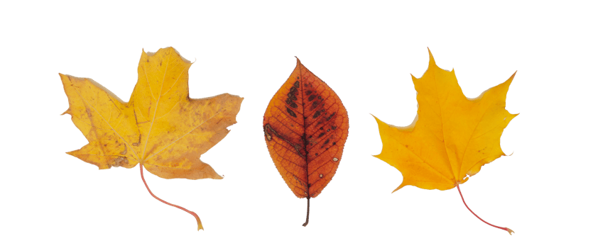 three autumn leaves isolated, banner. png