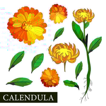 Calendula flower. Botanical illustration of calendula. Medicinal plants. Alternative medicine. Orange flower on a white background. Vector illustration
