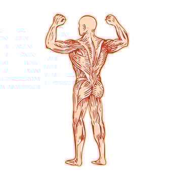 Human Muscular System Anatomy Etching vector