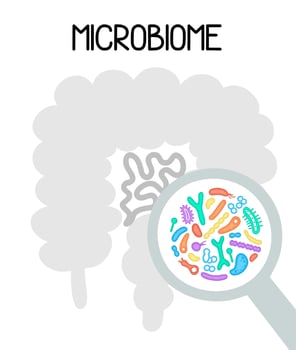 Human microbiome illustration with intestines and bacteria Vector picture. Gastroenterologist. Bifidobacteria, lactobacilli. Lactic acid bacteria.