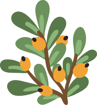 Floral element. Twig with leaves and berries png