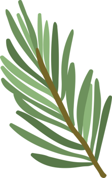 Coniferous twig. Isolated illustration. png