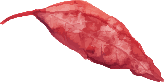 watercolor autumn leaves png
