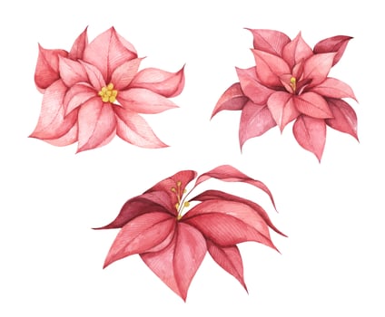 Set of Red Christmas poinsettia flowers. Watercolor illustration. vector