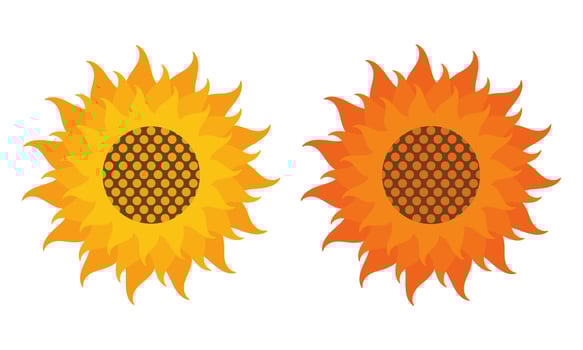 sunflowers in yellow and orange vector