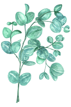 Hand painted watercolor illustration of eucalyptus branches, leaves. png