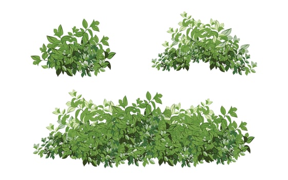 Set of ornamental green plant in the form of a hedge.Realistic garden shrub, seasonal bush, boxwood, tree crown bush foliage. vector