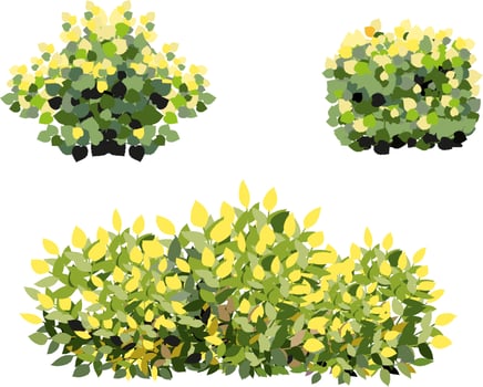 Set of ornamental green plant in the form of a hedge.Realistic garden shrub, seasonal bush, boxwood, tree crown bush foliage. vector