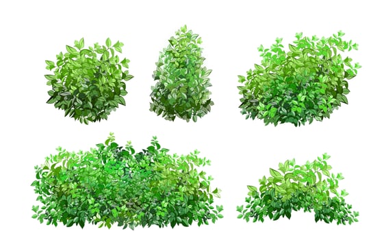 Set of ornamental green plant in the form of a hedge.Realistic garden shrub, seasonal bush, boxwood, tree crown bush foliage. vector