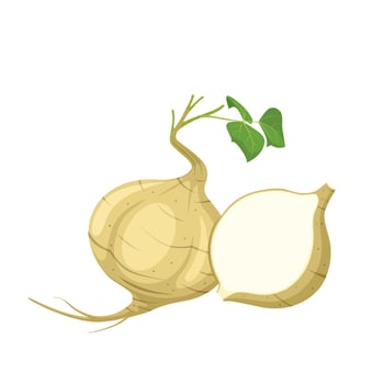 Jicama vector illustration, isolated on a white background.