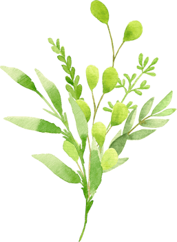 Elegant Watercolor Branch of Green Leaves Sophisticated Botanical Illustration png