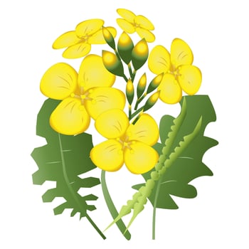 Canola flower Illustration vector