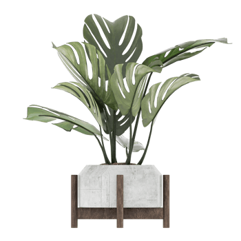3D illustration green plant in pot png