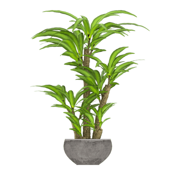 3D illustration green plant in pot png