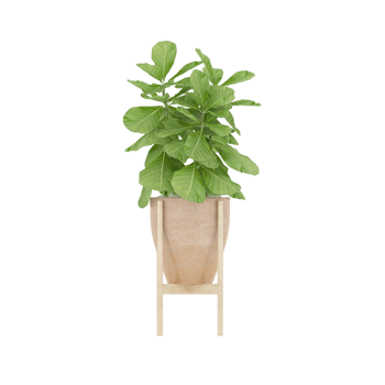 3D illustration green plant in pot png