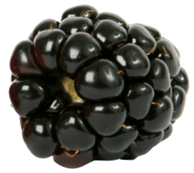 cut out of blackberry fruit png